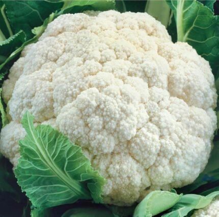 Beta Cauliflower Seeds