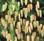 Big Quaking Grass Seeds