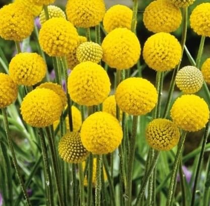 Billy Buttons Flower Seeds
