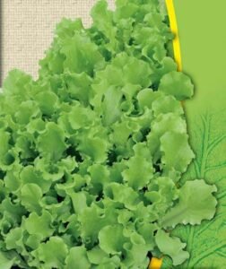 Bionda a Foglia Riccia Organic Lettuce Seeds
