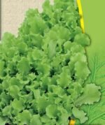 Bionda a Foglia Riccia Organic Lettuce Seeds