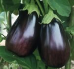 Black Beauty  Aubergine Seeds