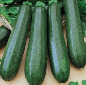 Black Beauty Courgette Seeds
