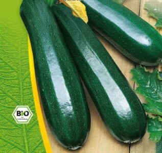 Black Beauty Organic Courgette Seeds