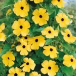 Black -Eyed Susan Vine Seeds