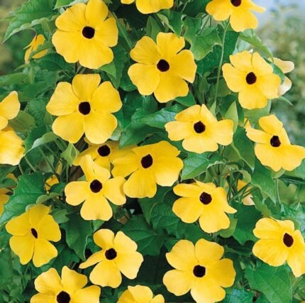 Black -Eyed Susan Vine Seeds