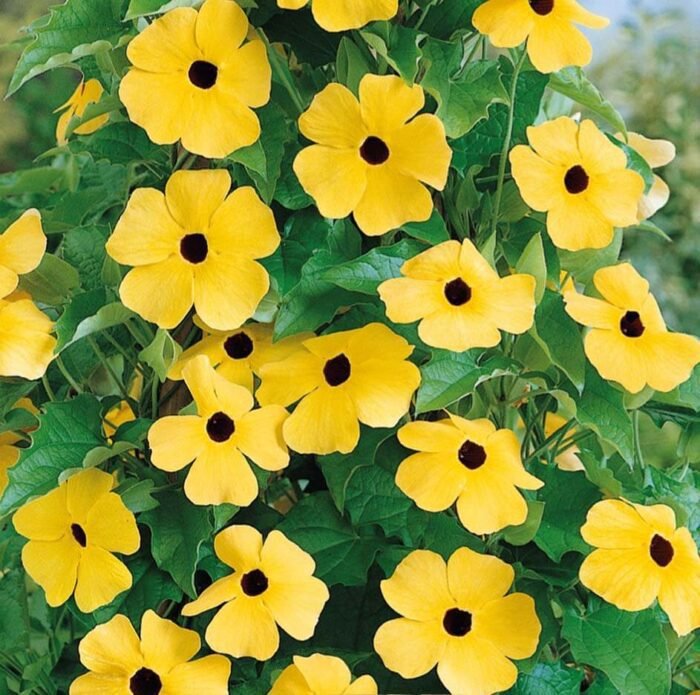 Black -Eyed Susan Vine Seeds