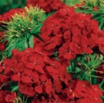 Black Magic Sweet William Flower Seeds