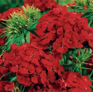 Black Magic Sweet William Flower Seeds