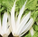 Blonde A Carde Blanche 2 Swiss Chard Seeds