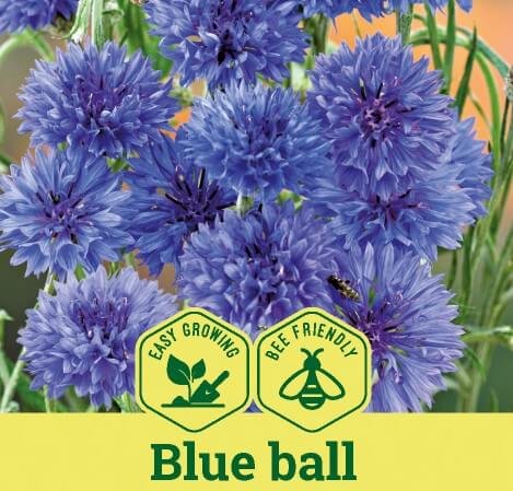 Blue Ball Cornflower Seeds Blue Ball Cornflower Seeds
