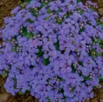 Blue Ball Floss Flower Seeds