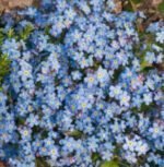 Blue Ball Forget me not Alpine Seeds