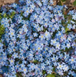 Blue Ball Forget me not Alpine Seeds