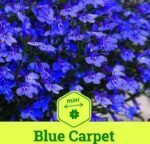 Blue Carpet Garden Lobelia Seeds