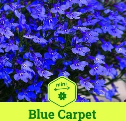 Blue Carpet Garden Lobelia Seeds