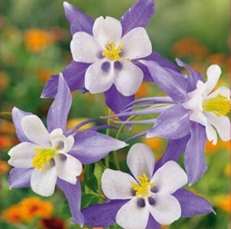Blue Star Aquilegia Flower Seeds