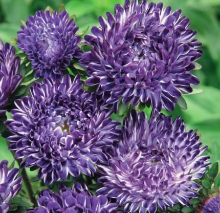 Blue Striped Dwarf China Aster Seeds