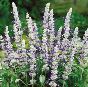 Blue & White Mealy Sage Flower Seeds