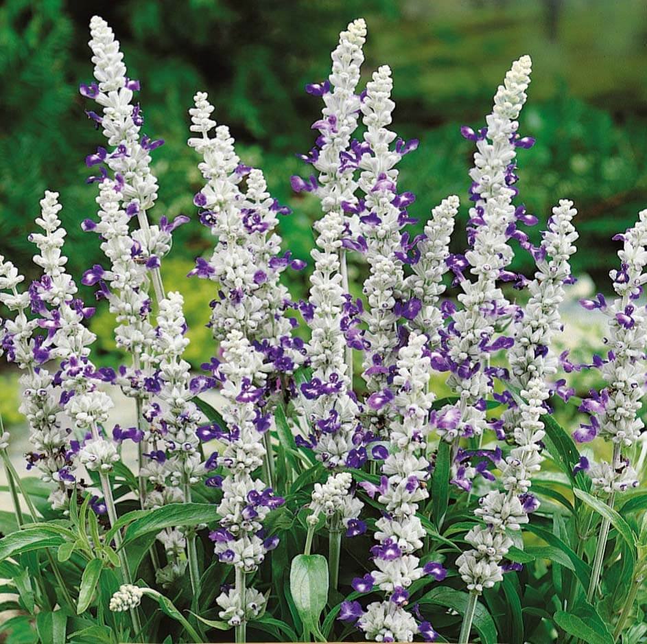 Blue & White Mealy Sage Flower Seeds Blue & White Mealy Sage Flower Seeds
