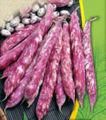 Borlotto Lingua Di Fuoco Nano Organic Dwarf Bean Seeds