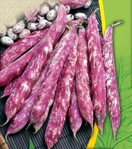 Borlotto Lingua Di Fuoco Nano Organic Dwarf Bean Seeds