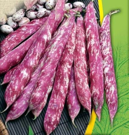 Borlotto Lingua Di Fuoco Nano Organic Dwarf Bean Seeds