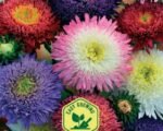 Bouquet Powderpuffs China Aster Seeds