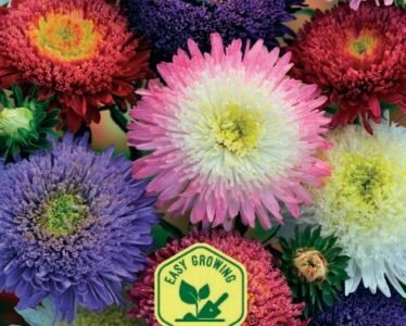 Bouquet Powderpuffs China Aster Seeds