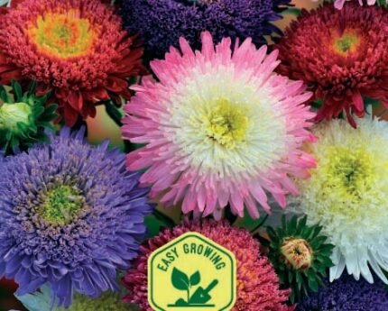 Bouquet Powderpuffs China Aster Seeds