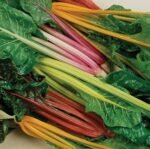 Bright Lights Swiss Chard Seeds