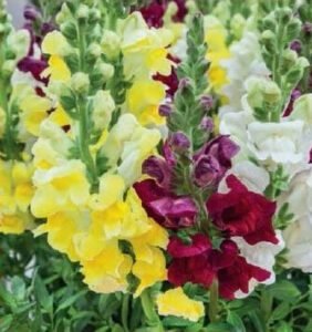 Brighton Rock Snapdragon Seeds