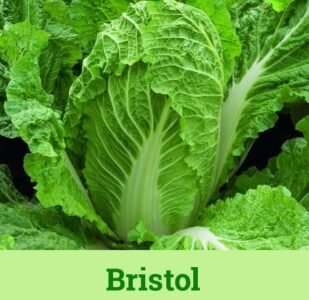 Bristol Chinese Cabbage Seeds