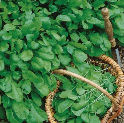 Broad Leaves Garden Cress Seeds