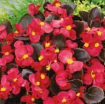 Broumov H Begonia Seeds