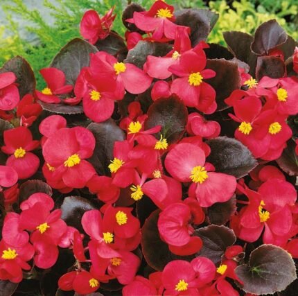 Broumov H Begonia Seeds