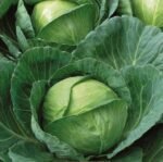 Brunswick White Cabbage Seeds