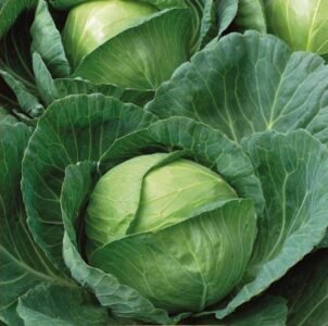 Brunswick White Cabbage Seeds
