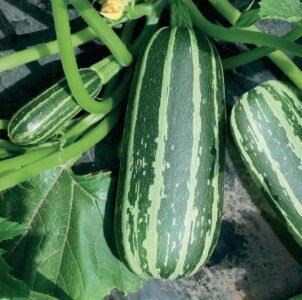 Bush Baby H Marrow Seeds