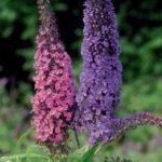Butterfly Bush Seeds