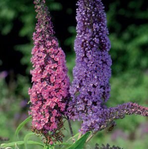Butterfly Bush Seeds