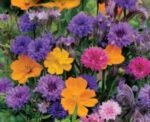 Butterfly Organic Flower Mix Seeds