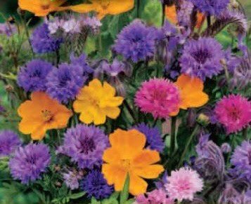 Butterfly Organic Flower Mix Seeds