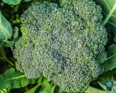 Calabrese Natalino Broccoli Seeeds