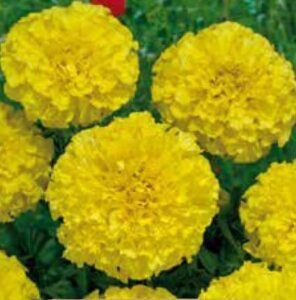 Calando Lemon African Marigold Seeds