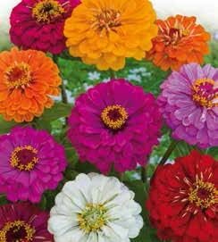 California Giants Zinnia Seeds