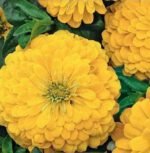 Canary Bird Zinnia Seeds