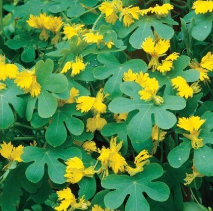 Canary Nasturtium Seeds