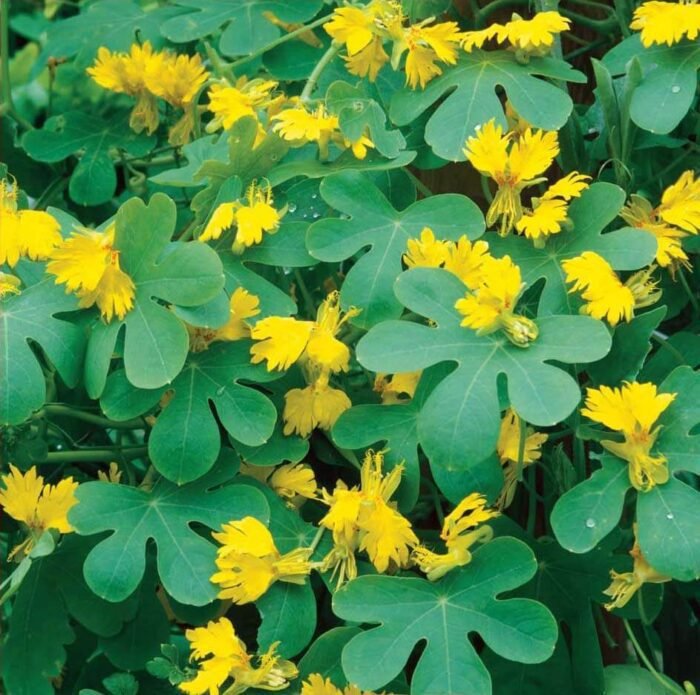 Canary Nasturtium Seeds