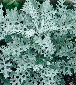 Candicans Silver Ragwort Seeds